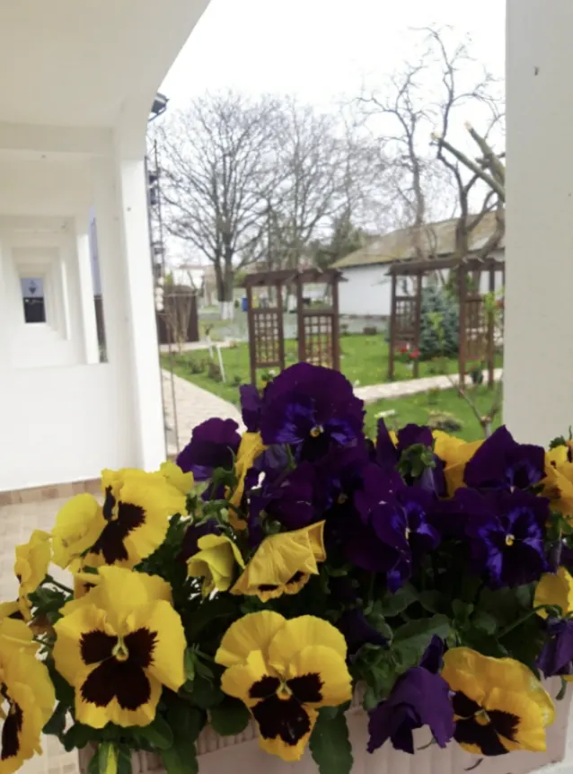 Jardinieră cu panseluțe galbene și mov, cu grădina în fundal