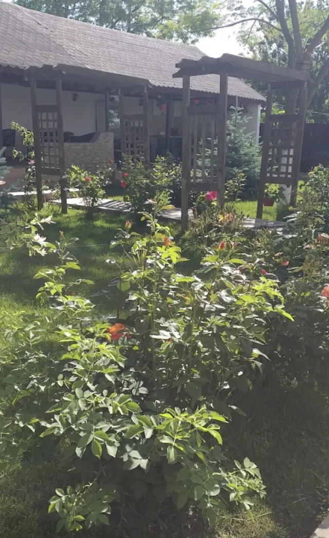 Pergolele din grădină, printre tufele de trandafiri